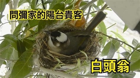 陽台有鳥築巢|鳥巢看鳥的個性…. 自從去年有白頭翁來我陽台樹上築。